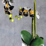 Kapselorchidee groß im Keramiktopf mit 13 Blüten ca. 50 cm