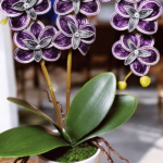 Kapselorchidee mittel mit 7 Blüten ca. 40 cm