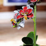 Kapselorchidee groß mit 11 Blüten ca. 40 cm